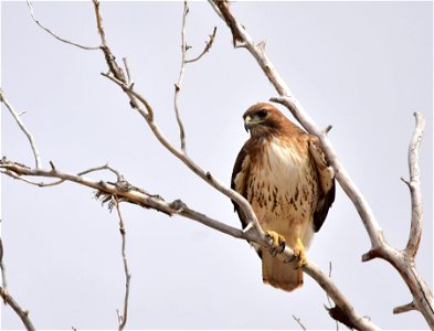 Photo: Tom Koerner/USFWS photo