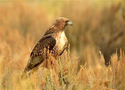 A red tailed hawk perched on Wyoming big sagebrush. Photo: Tom Koerner/USFWS photo