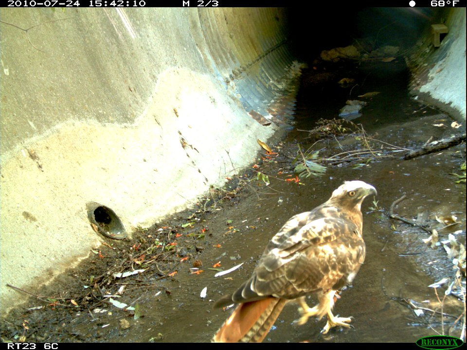 A red-tailed hawk in the east culvert by the 23 Freeway.