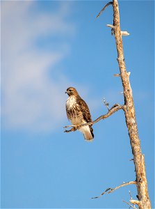 Red-tailed hawk photo