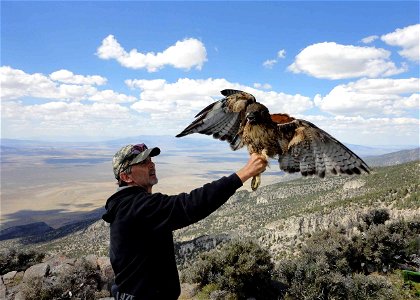 Mike Shaw, Environmental Education Coordinator for Hawkwatch, holds a Red-Tailed Hawk prior to releasing it back to the wild. Hawkwatch International works in cooperation with BLM conducting research 