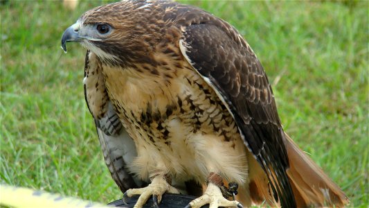 The Raptor Conservancy exhibit displayed live raptors, like this red-tailed hawk, for attendees.


Credit USFWS.
