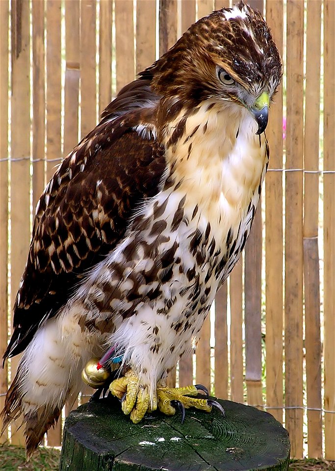 Red-tailed Hawk “Jake” Buteo Jamaicensis at  the Avon Valley Country Park, Keynsham, Bristol, England.