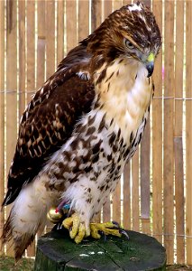 Red-tailed Hawk “Jake” Buteo Jamaicensis at the Avon Valley Country Park, Keynsham, Bristol, England. photo