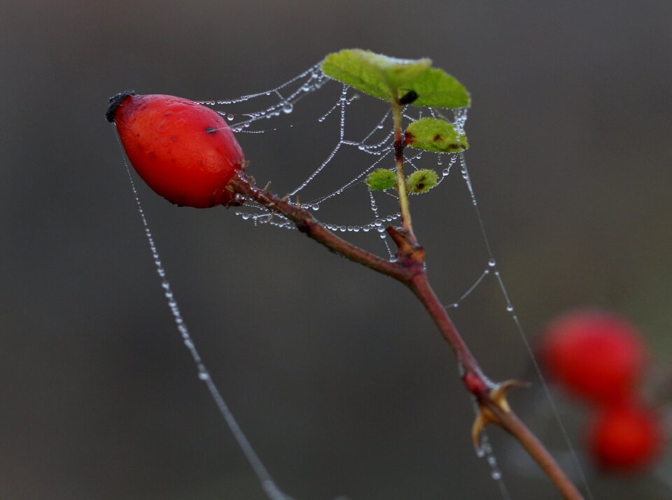 Red plant spider web