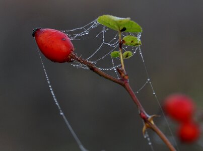 Red plant spider web