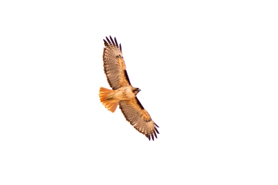 Red-tailed hawk (Buteo jamaicensis), Joshua Tree National Park. NPS/Brad Sutton
