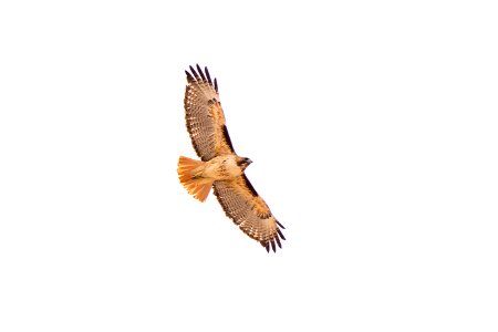 Red-tailed hawk (Buteo jamaicensis), Joshua Tree National Park. NPS/Brad Sutton photo
