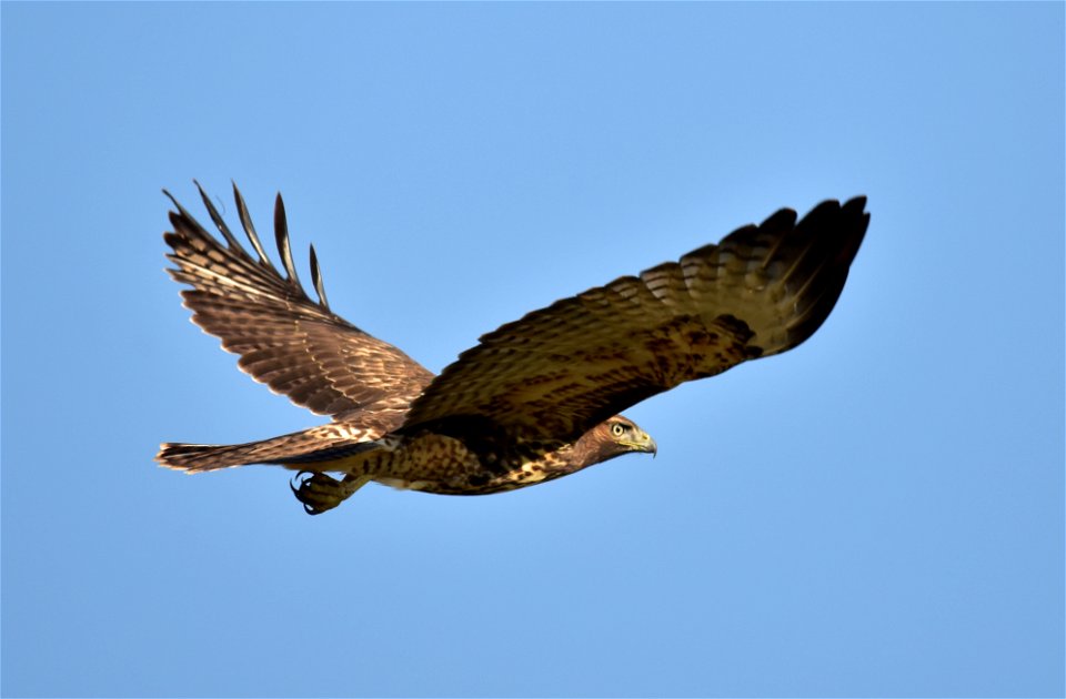 A juvenile red-tailed hawk on Seedskadee NWR. Photo: Tom Koerner/USFWS
