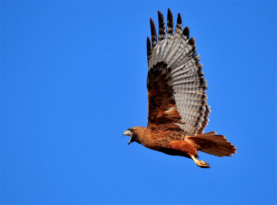 Most Red-tailed Hawks are rich brown above and pale below, with a streaked belly and, on the wing underside, a dark bar between shoulder and wrist. The tail is usually pale below and cinnamon-red abov