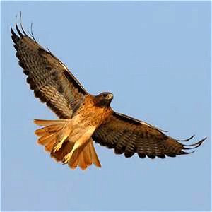 A red-tailed hawk soars over Canaan Valley National Wildlife Refuge in West Virginia. Photo: USFWS