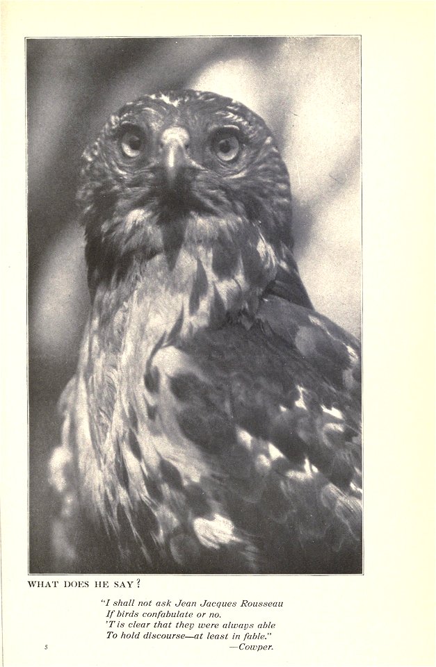 Music of the wild, with reproductions of the performers, their instruments and festival halls, by Gene Stratton-Porter.
