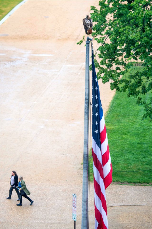 A hawk sits atop the U.S. Department of Agriculture (USDA) flag pole May 22, 2017. USDA photo by Preston Keres