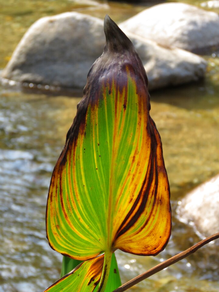 Water leaf tropical