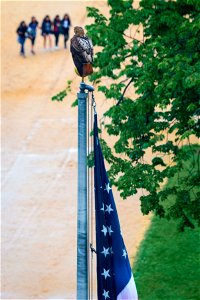 A hawk sits atop the U.S. Department of Agriculture (USDA) flag pole May 22, 2017. USDA photo by Preston Keres