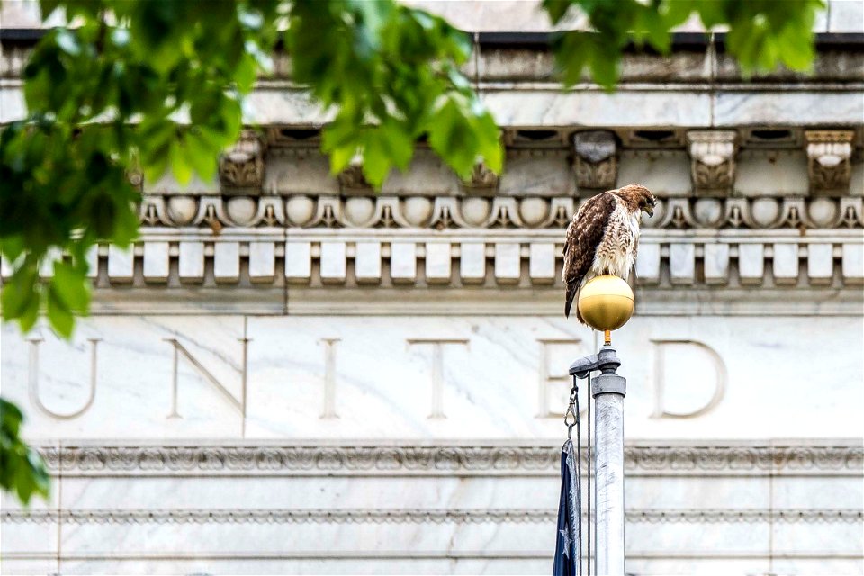 A hawk sits atop the U.S. Department of Agriculture (USDA) flag pole May 22, 2017. USDA photo by Preston Keres