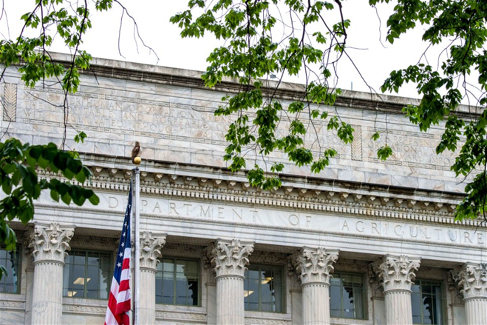 A hawk sits atop the U.S. Department of Agriculture (USDA) flag pole May 22, 2017. USDA photo by Preston Keres