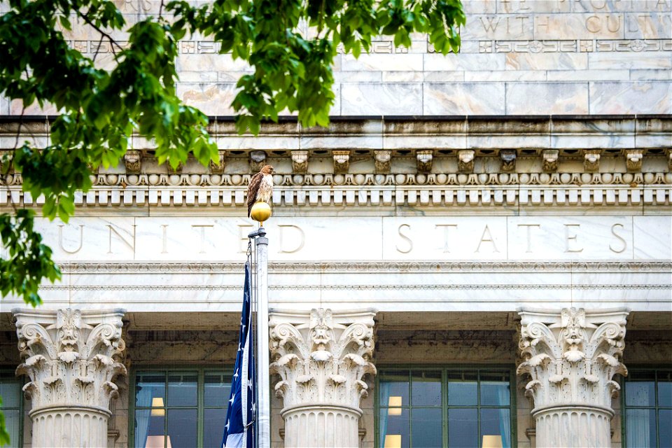 A hawk sits atop the U.S. Department of Agriculture (USDA) flag pole May 22, 2017. USDA photo by Preston Keres