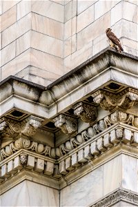 A hawk sits near its nest atop the U.S. Department of Agriculture (USDA) Whitten Building May 22, 2017. USDA photo by Preston Keres