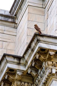 A hawk sits near its nest atop the U.S. Department of Agriculture (USDA) Whitten Building May 22, 2017. USDA photo by Preston Keres