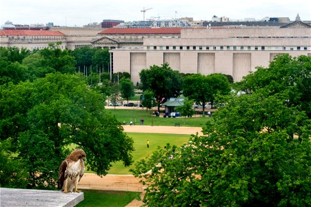 A hawk sits near its nest atop the U.S. Department of Agriculture (USDA) Whitten Building May 22, 2017. USDA photo by Preston Keres