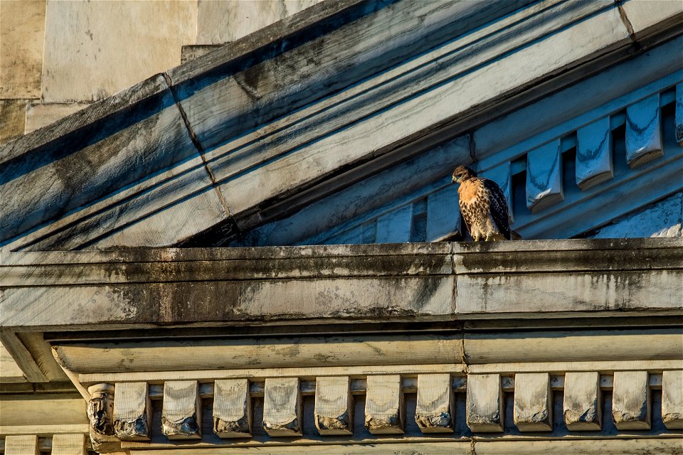 Four young red-tailed hawks nest atop the U.S. Department of Agriculture (USDA) Whitten Building June 8, 2017. Soon they will be old enough to fly off on their own. USDA photo by Preston Keres