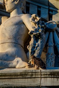 Four young red-tailed hawks nest atop the U.S. Department of Agriculture (USDA) Whitten Building June 8, 2017. Soon they will be old enough to fly off on their own. USDA photo by Preston Keres