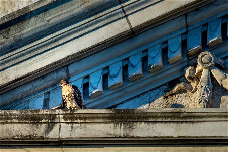 Four young red-tailed hawks nest atop the U.S. Department of Agriculture (USDA) Whitten Building June 8, 2017. Soon they will be old enough to fly off on their own. USDA photo by Preston Keres