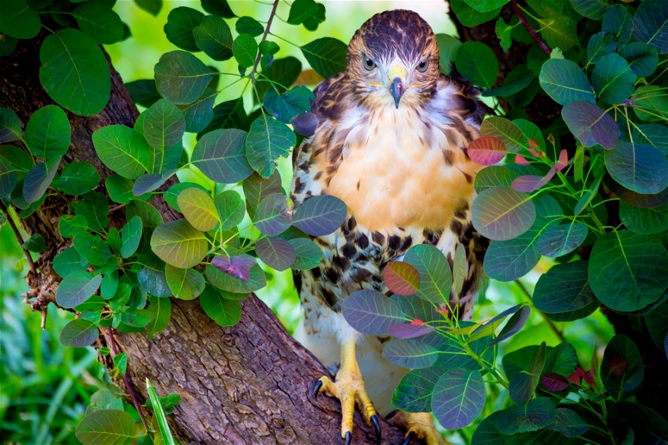One of the four red-tailed hawk fledglings is seen on the ground outside of the U.S. Department of Agriculture (USDA) Whitten Building June 14, 2017.  USDA photo by Preston Keres