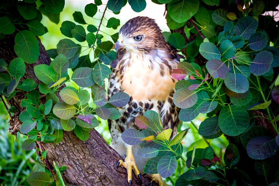 One of the four red-tailed hawk fledglings is seen on the ground outside of the U.S. Department of Agriculture (USDA) Whitten Building June 14, 2017.  USDA photo by Preston Keres