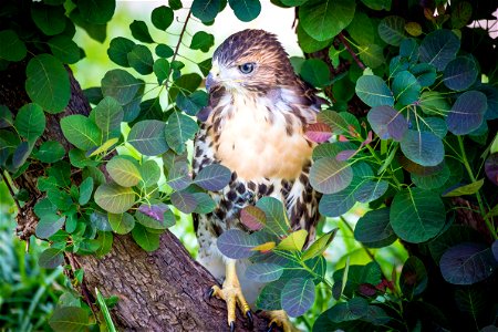 One of the four red-tailed hawk fledglings is seen on the ground outside of the U.S. Department of Agriculture (USDA) Whitten Building June 14, 2017.  USDA photo by Preston Keres