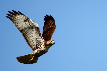 Juvenile Red-tailed Hawk (Buteo jamaicensis) at Pelican Island National Wildlife Refuge Credit: USFWS Photographer: Keenan Adams photo