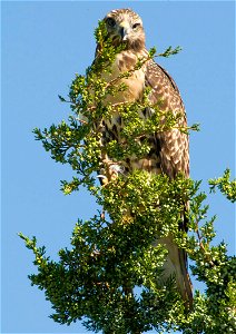 A hawk peers down from its perch in a tree at Rocky Mountain Arsenal National Wildlife Refuge.

Photo Credit: Rich Keen / DPRA