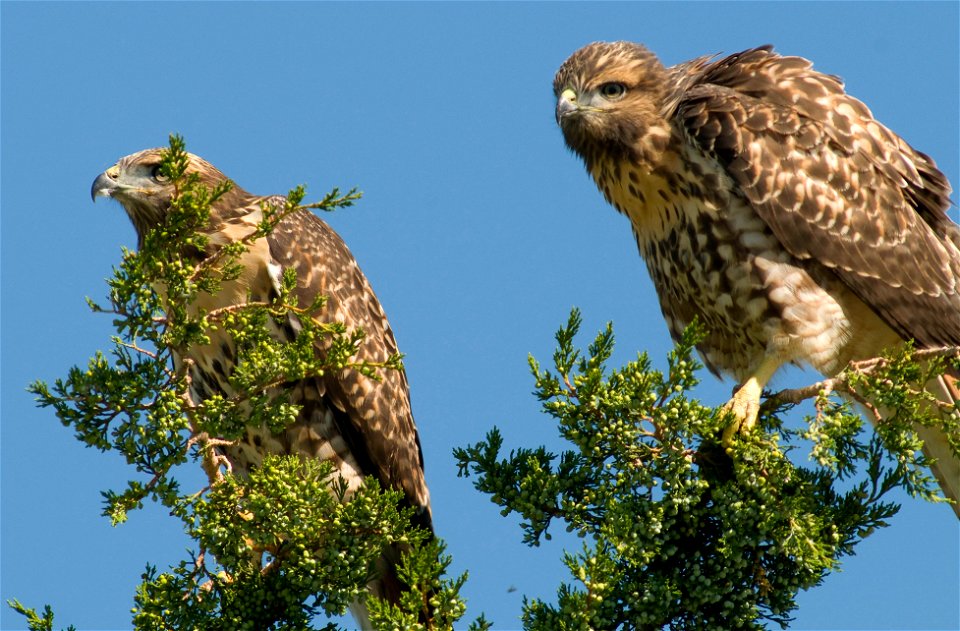 Two raptors peer down from their perch in a tree at Rocky Mountain Arsenal National Wildlife Refuge.

Photo Credit: Rich Keen / DPRA