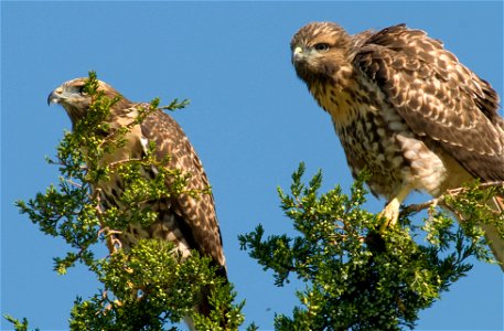 Two raptors peer down from their perch in a tree at Rocky Mountain Arsenal National Wildlife Refuge. Photo Credit: Rich Keen / DPRA photo