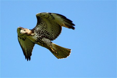 Juvenile Red-tailed Hawk (Buteo jamaicensis) at Pelican Island National Wildlife Refuge Credit: USFWS Photographer: Keenan Adams photo