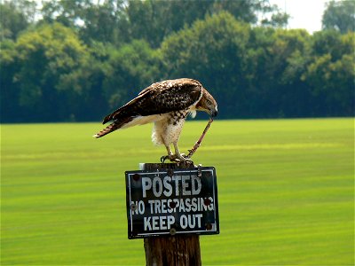 Red-tailed Hawk (Buteo jamaicensis) eating a snake while standing on a post with a "No trespassing" sign photo