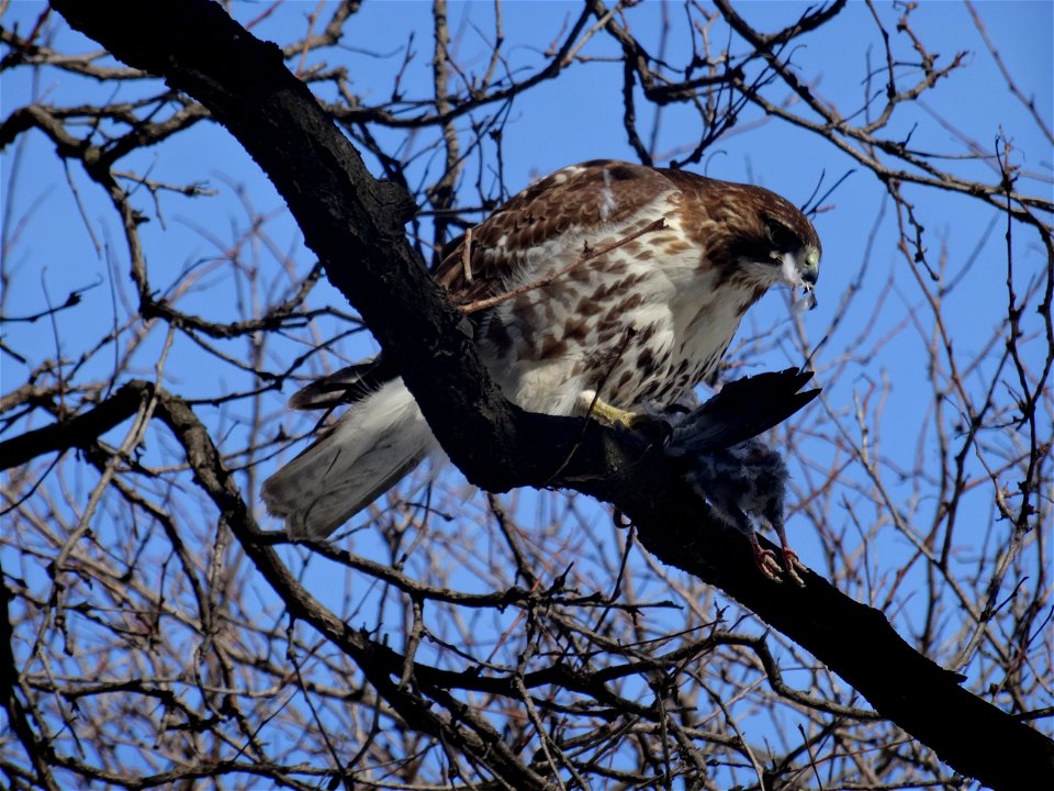 Red tailed hawk eats a bird, beside the St Lawrence Market's North Wing, 2015 02 17 (1)