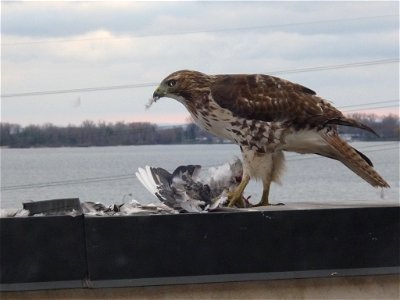 The top floor of the building where I live has a large patio, and some meeting rooms.  Several of my neighbours were having a meeting when they saw a Red-tailed Hawk eating a pigeon, while perched on 
