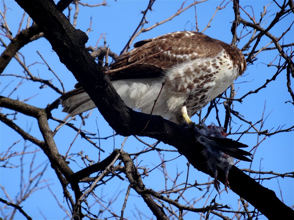 Red tailed hawk eats a bird, beside the St Lawrence Market's North Wing, 2015 02 17 (4)