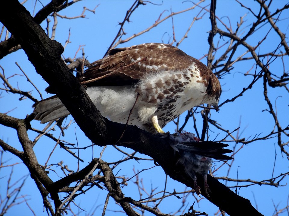Red tailed hawk eats a bird, beside the St Lawrence Market's North Wing, 2015 02 17 (5)