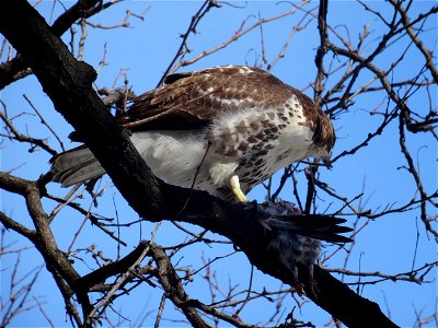 Red tailed hawk eats a bird, beside the St Lawrence Market's North Wing, 2015 02 17 (5)
