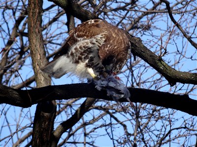 Red tailed hawk eats a bird, beside the St Lawrence Market's North Wing, 2015 02 17 (6)