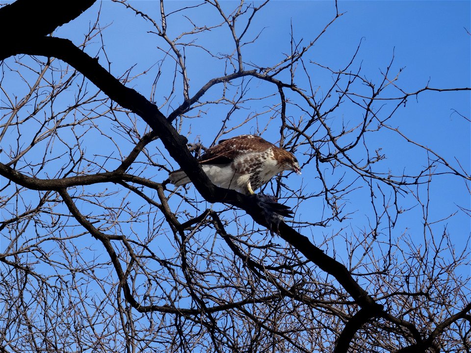 Red tailed hawk eats a bird, beside the St Lawrence Market's North Wing, 2015 02 17 (3)