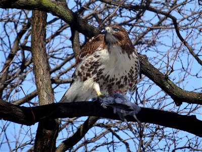 Red tailed hawk eats a bird, beside the St Lawrence Market's North Wing, 2015 02 17 (7)