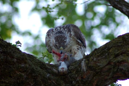Red-tailed hawk eating squirrel for dinner in a large tree at the local schoolyard in Pittsburgh, PA.