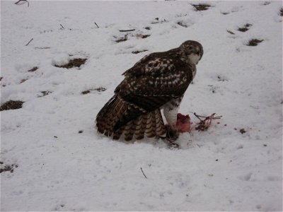 A Red-tailed Hawk over a squirrel kill in northern Indiana (USA).