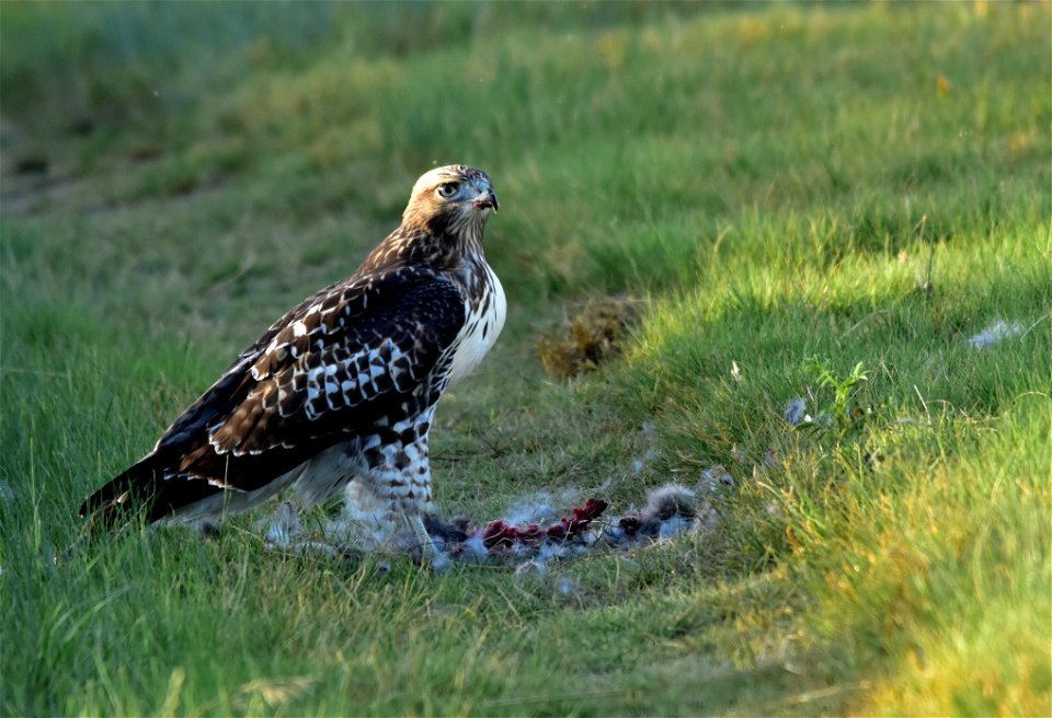 A juvenile red-tailed hawk has just finished eating an entire mountain cottontail.  Learning to hunt successfully is one skill that a juvenile red-tailed hawk must learn quickly.   Looks like this one