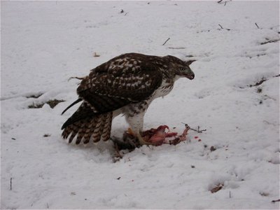 A Red-tailed Hawk over a squirrel kill in northern Indiana (USA).