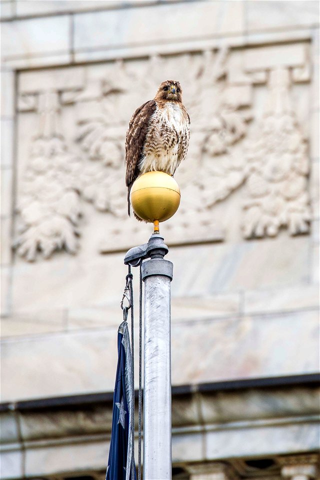 A hawk sits atop the U.S. Department of Agriculture (USDA) flag pole May 22, 2017. USDA photo by Preston Keres